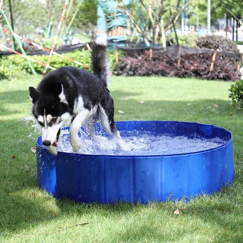 Dog Swimming Pool - Best Large Doggy Pools - Chokid